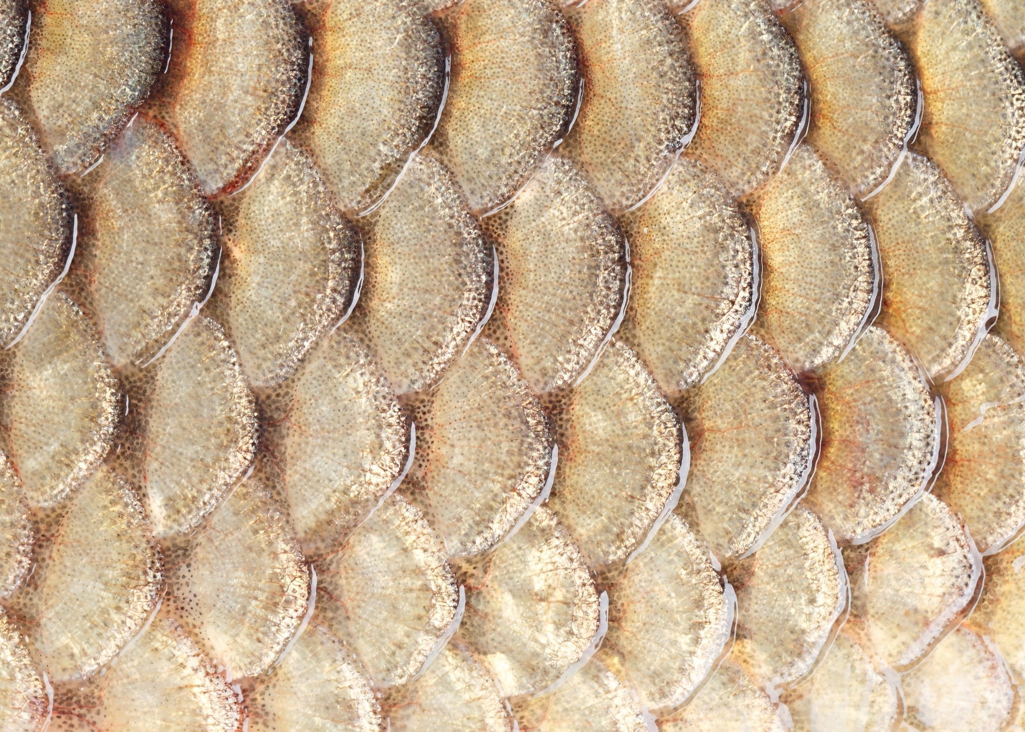 Wild-Caught vs. Farmed Marine Collagen: Why Sourcing Changes Everything