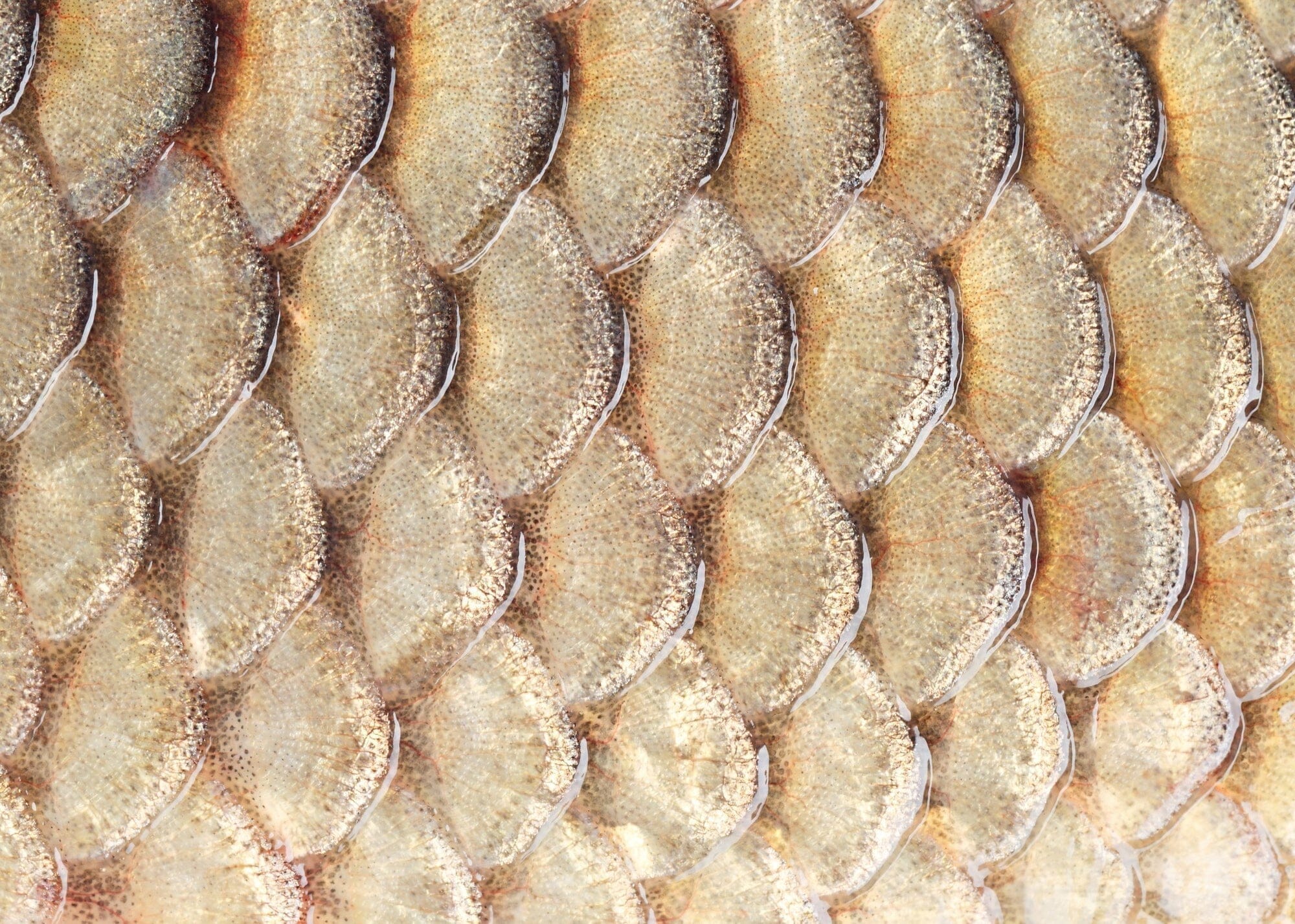 Wild-Caught vs. Farmed Marine Collagen: Why Sourcing Changes Everything